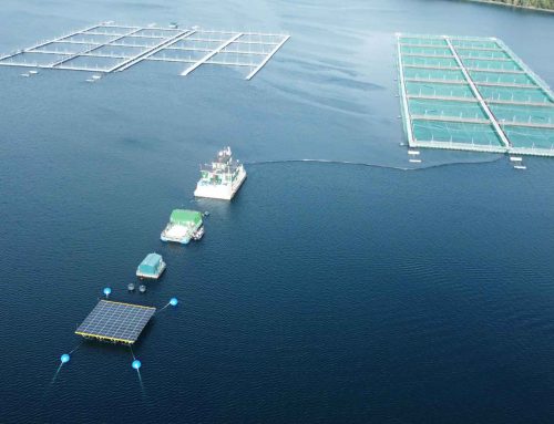 Offshore floating solar at a fish farm in Chile